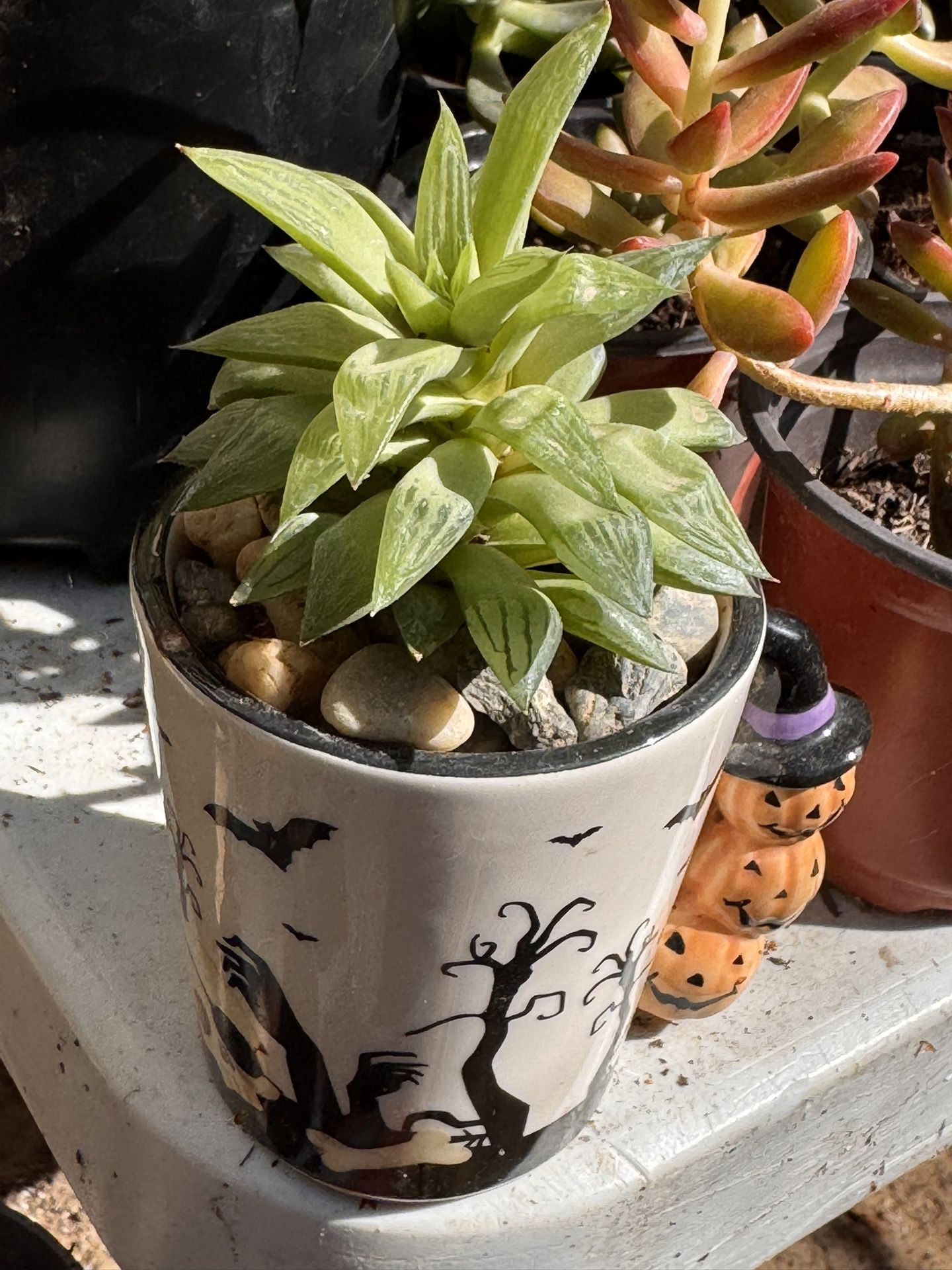 Succulents Plants 4”pot