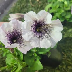 Rare Large Black Veined White Petunia Flower Plants! Several Colors Available!2026 Plants Are Available Now And Selling Fast!