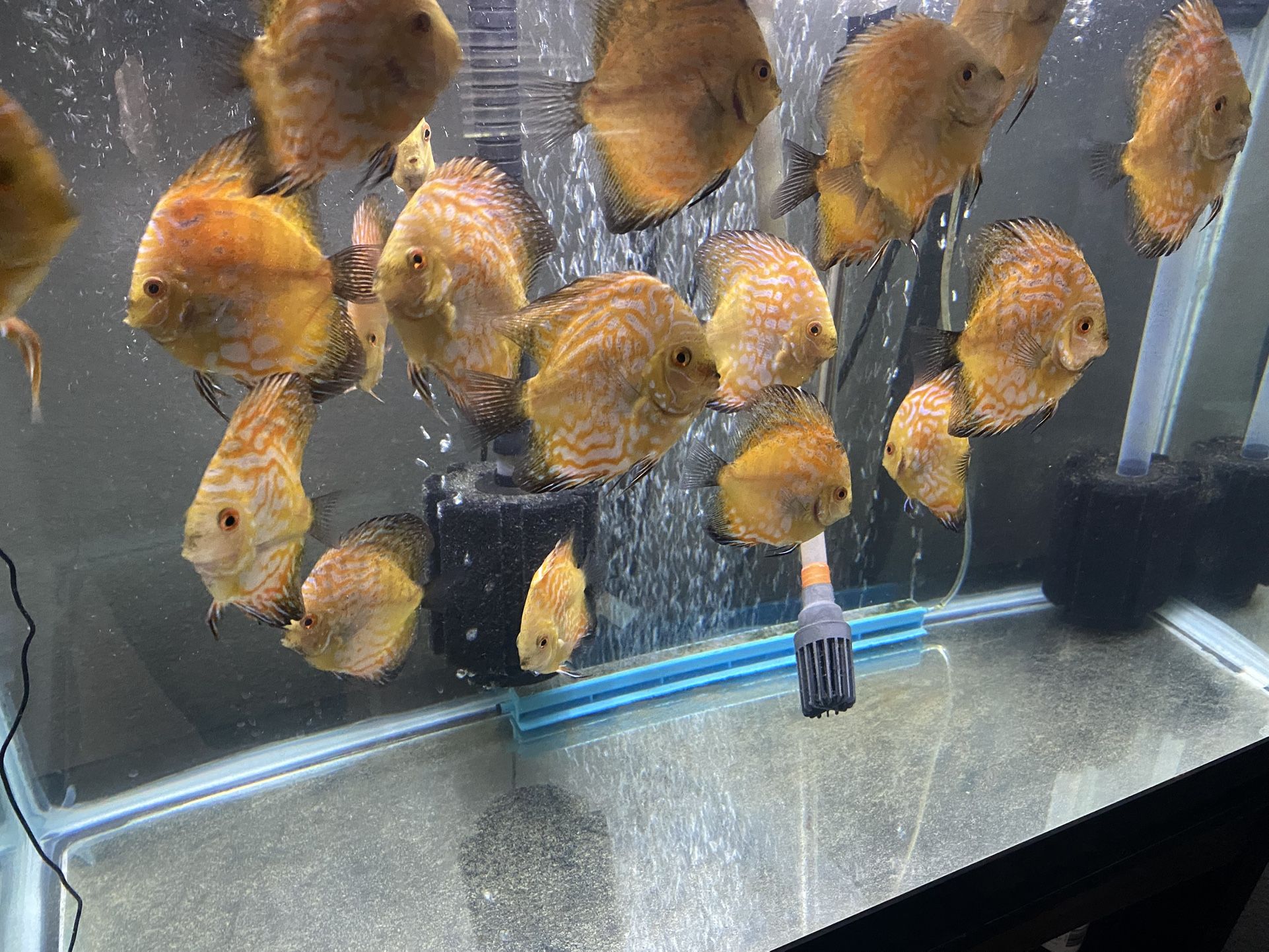 Discus Fish