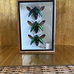 Iridescent Three Taxidermy Beatles 