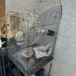 Bird Cage