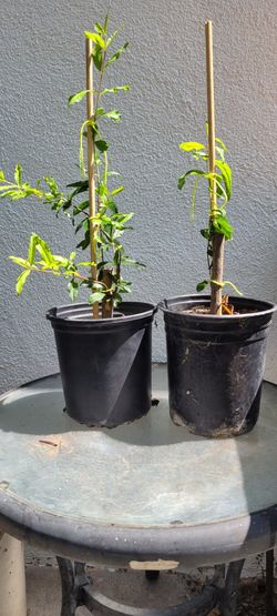 Pomegranate tree rooted