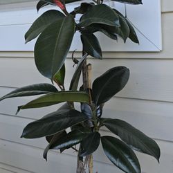 Rubber Plant
