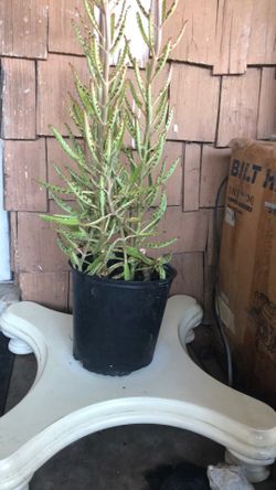 Plant