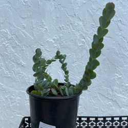 Marnier’s Kalanchoe Plant