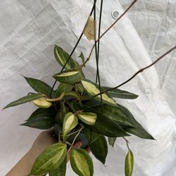 Hoya Pot Of Gold In 6” Pot 