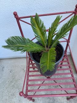 Sago Palm Plant 🪴