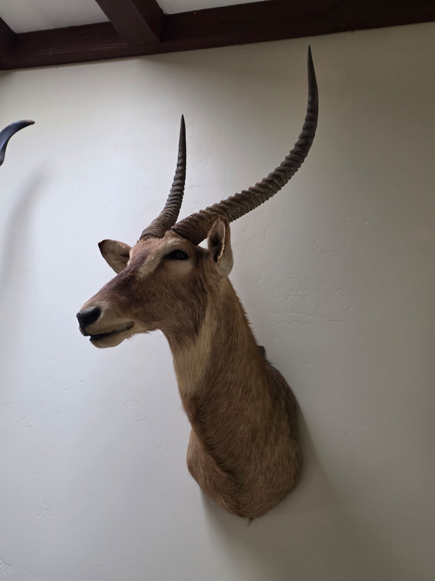 WATERBUCK MOUNT