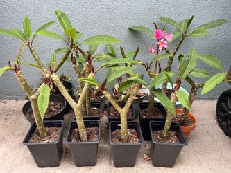 Pink Plumeria in a pot