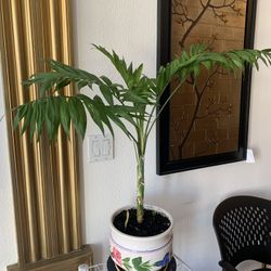 Plant In Ceramic Pot.