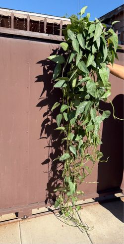 6” big Cebu blue Pothos 7 feet long