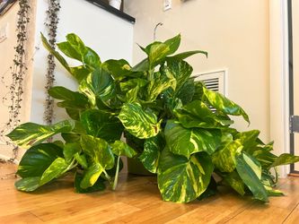 GIANT HANGING Hawaiian/Big Leaf Golden Pothos Live Indoor Plant 10 Inch Green Pot well roote