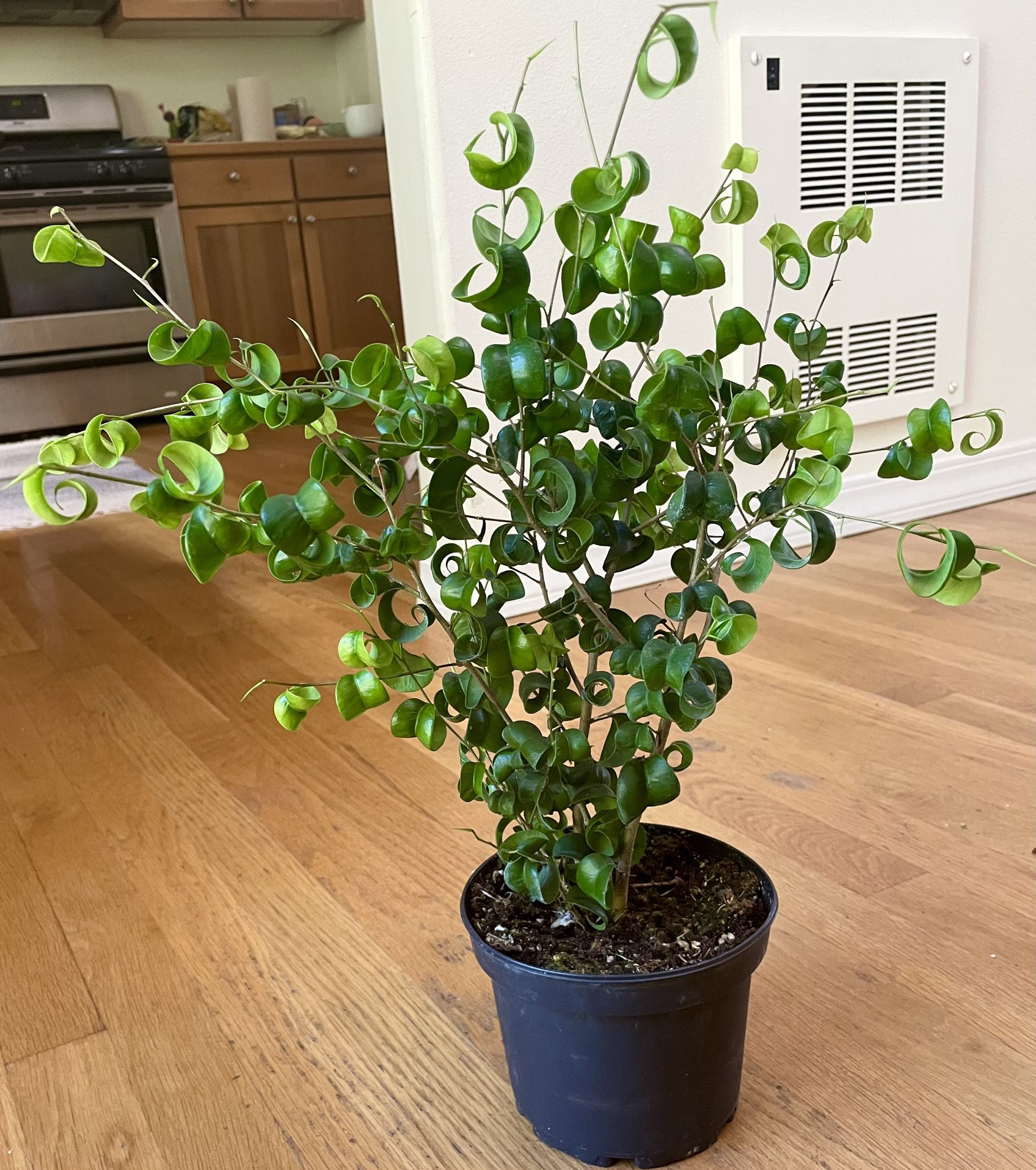 Ficus ‘Pandora’ Tree / Free Delivery Available 