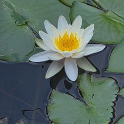 Water Lilly 