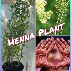 Henna Plant In 3 Gal 