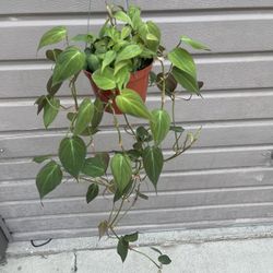 6” Long Micans Philodendron