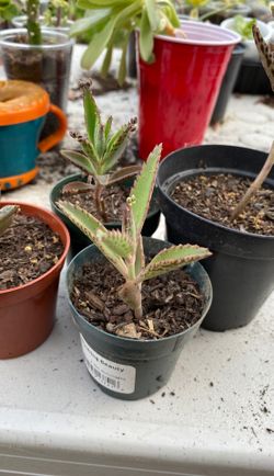 Mother of millions succulent