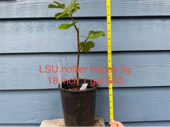 LSU hollier honey fig tree