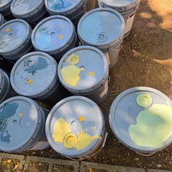 Paint 5 gallon buckets