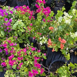 Se Venden Bougainvillea Plants 3gallon 