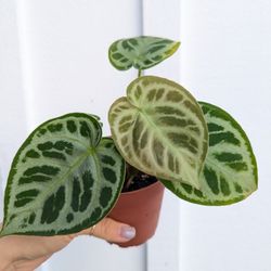 Collector's Plant: Anthurium Dorayaki 4" Pot - Indoor House Plants