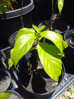 Healthy Avocado 🥑