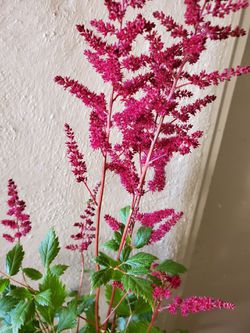 Younique red astilbe