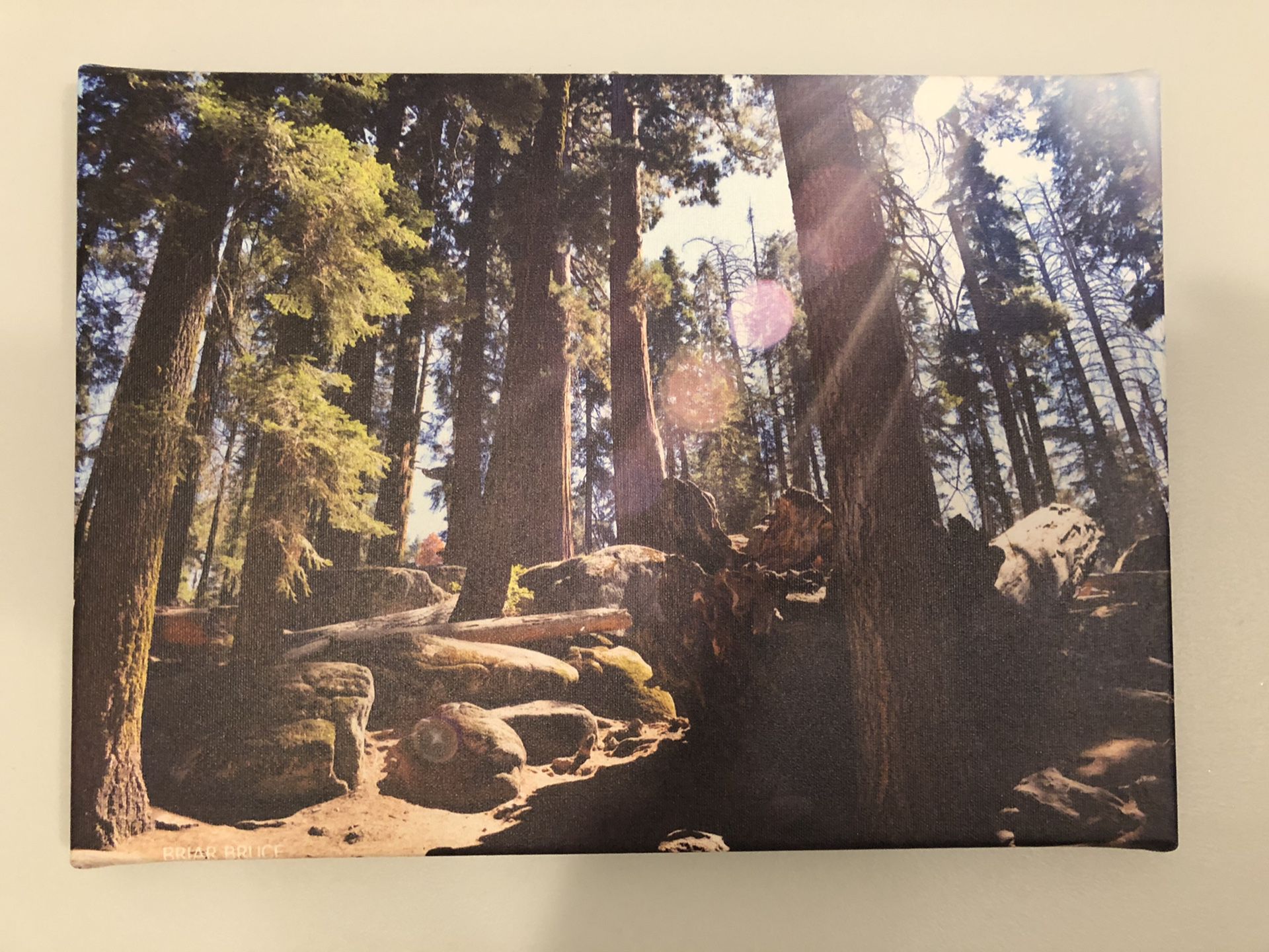 Sequoia National Park - canvas photo