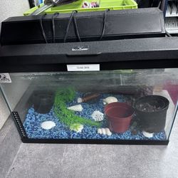 Fish Tank 