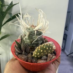 Rare Paper Spine Cactus Arrangement 