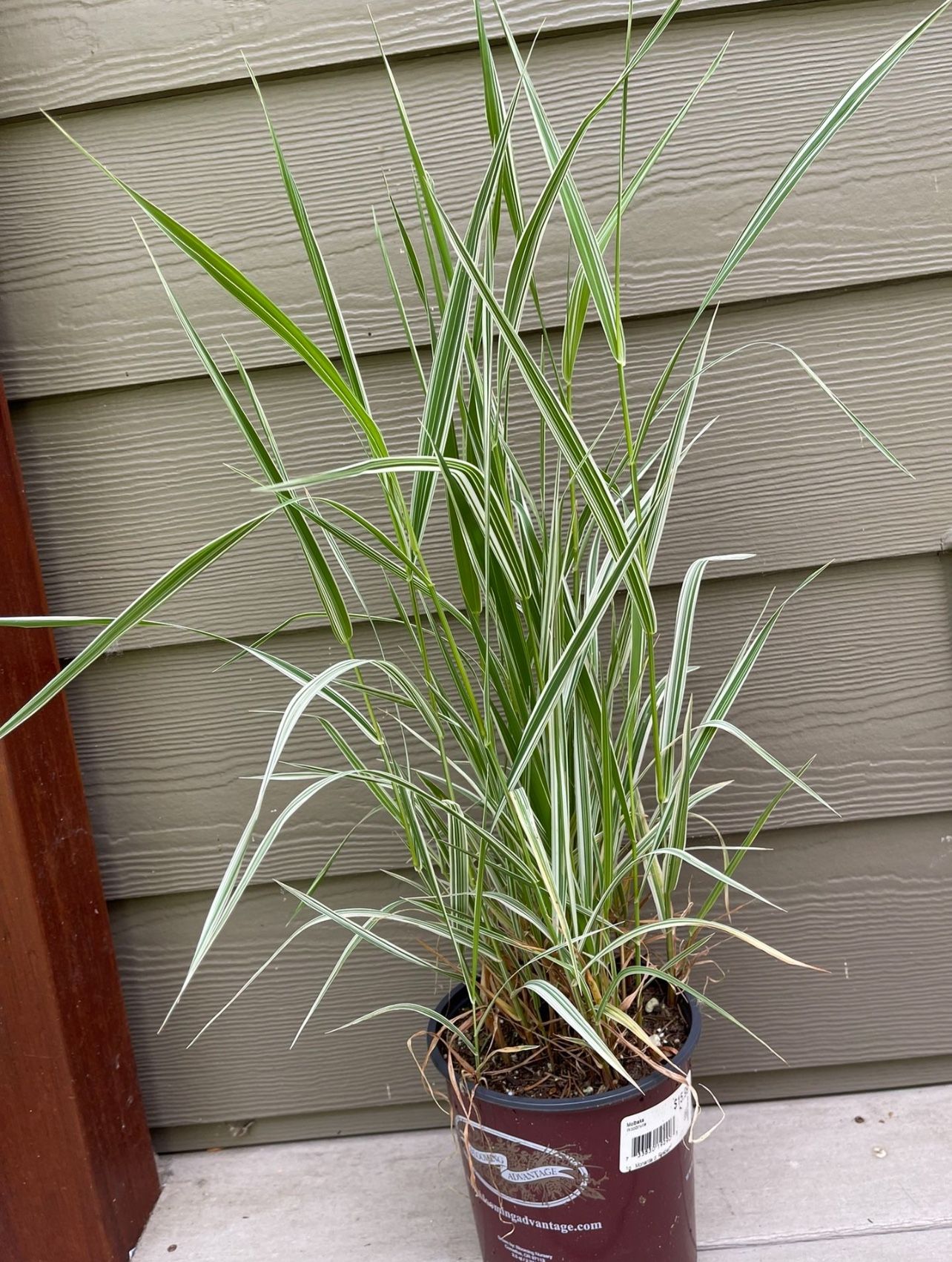 Ornamental Variegated RIBBON GRASS Perennial Plant.