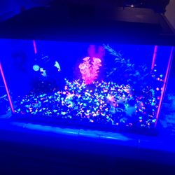 Fish Tank 10 Gallon