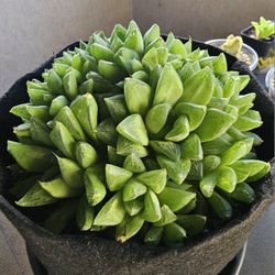Haworthia Retusa 
