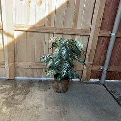 Fake trees