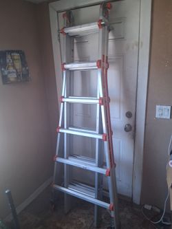 Little ladder giant