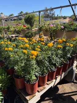 Marigold’s 1g