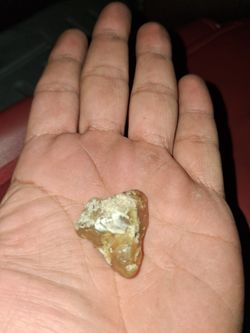 Gemstone fossil