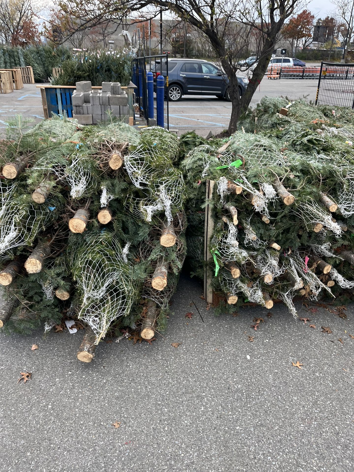 🎄Christmas 🎄 Trees