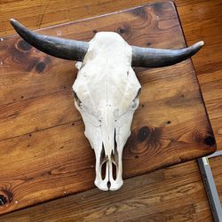 Real Longhorn Steer Skull – Western Decor 