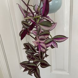 Beautiful Tradescantia Plant With Cute Hanging Pot