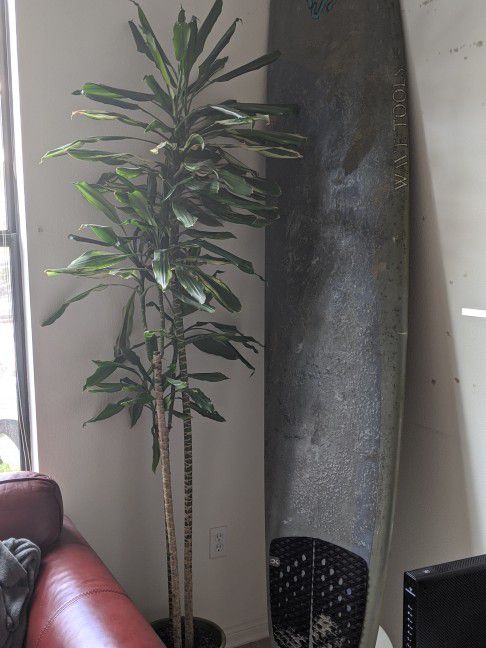 Beautiful 7 Feet Bamboo Plant 