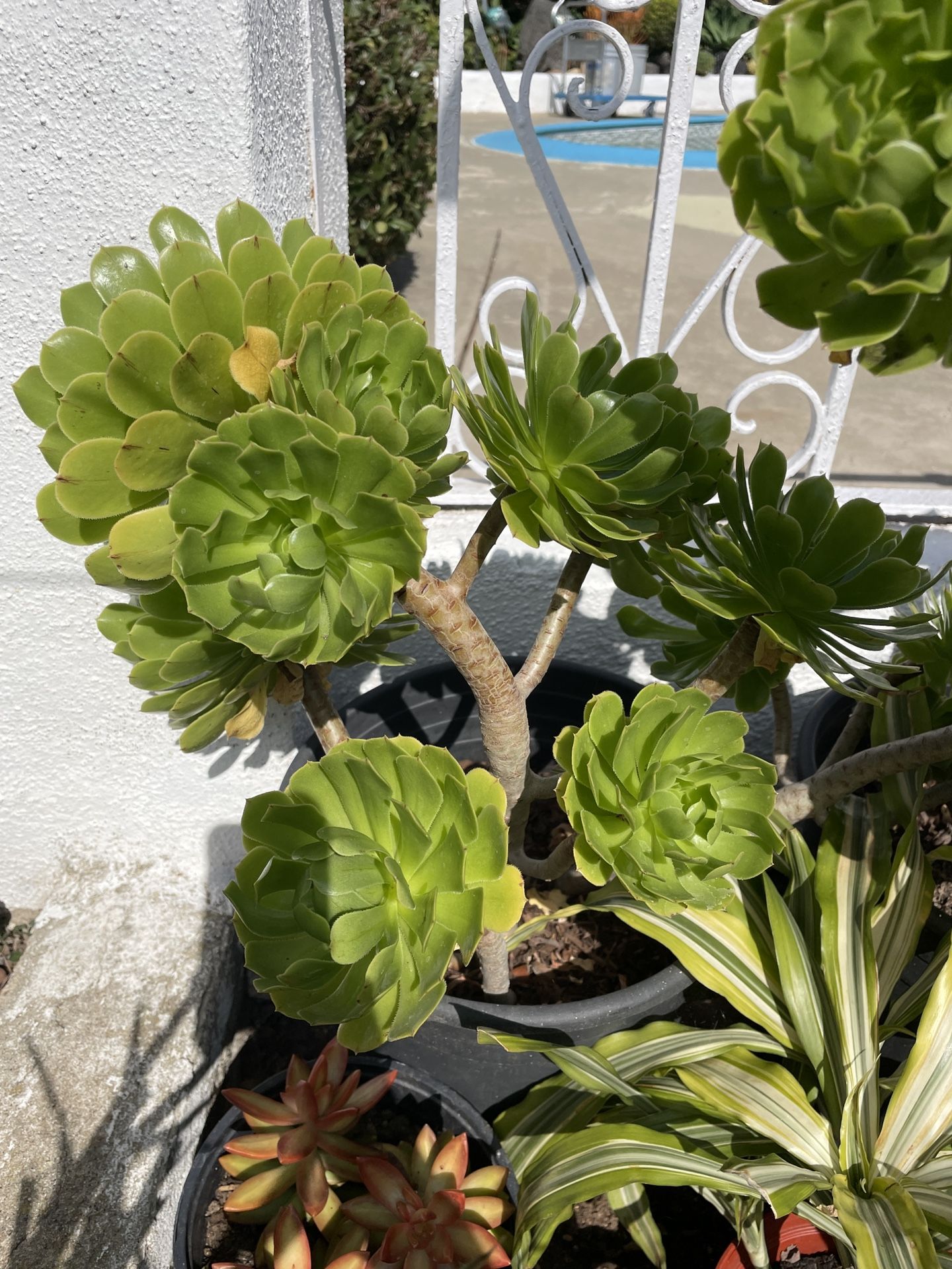 1 Gallon Pot Aeonium Tree Succulent 