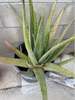 Big Aloe vera plant