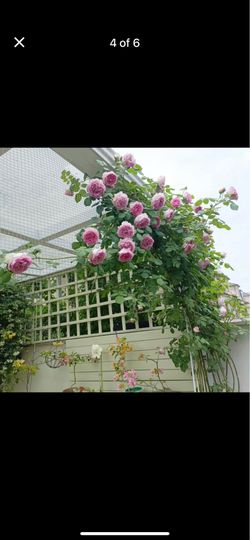 Rare European, Chinese, Japan rose plants ,      SILK GARMENT Large plant in 2 gallon pot with buds/blooming