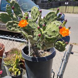 Cactus 
