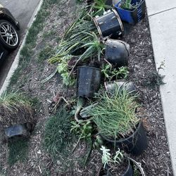Free Plants 