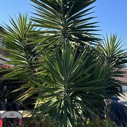 Yucca Plant/Tree
