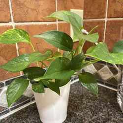 Well Established Philodendron House Plant In Ceramic Pot 5"H