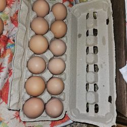 Fresh Eggs