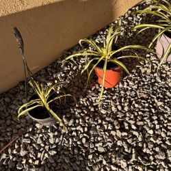 Spider Plants (qty 2) $5